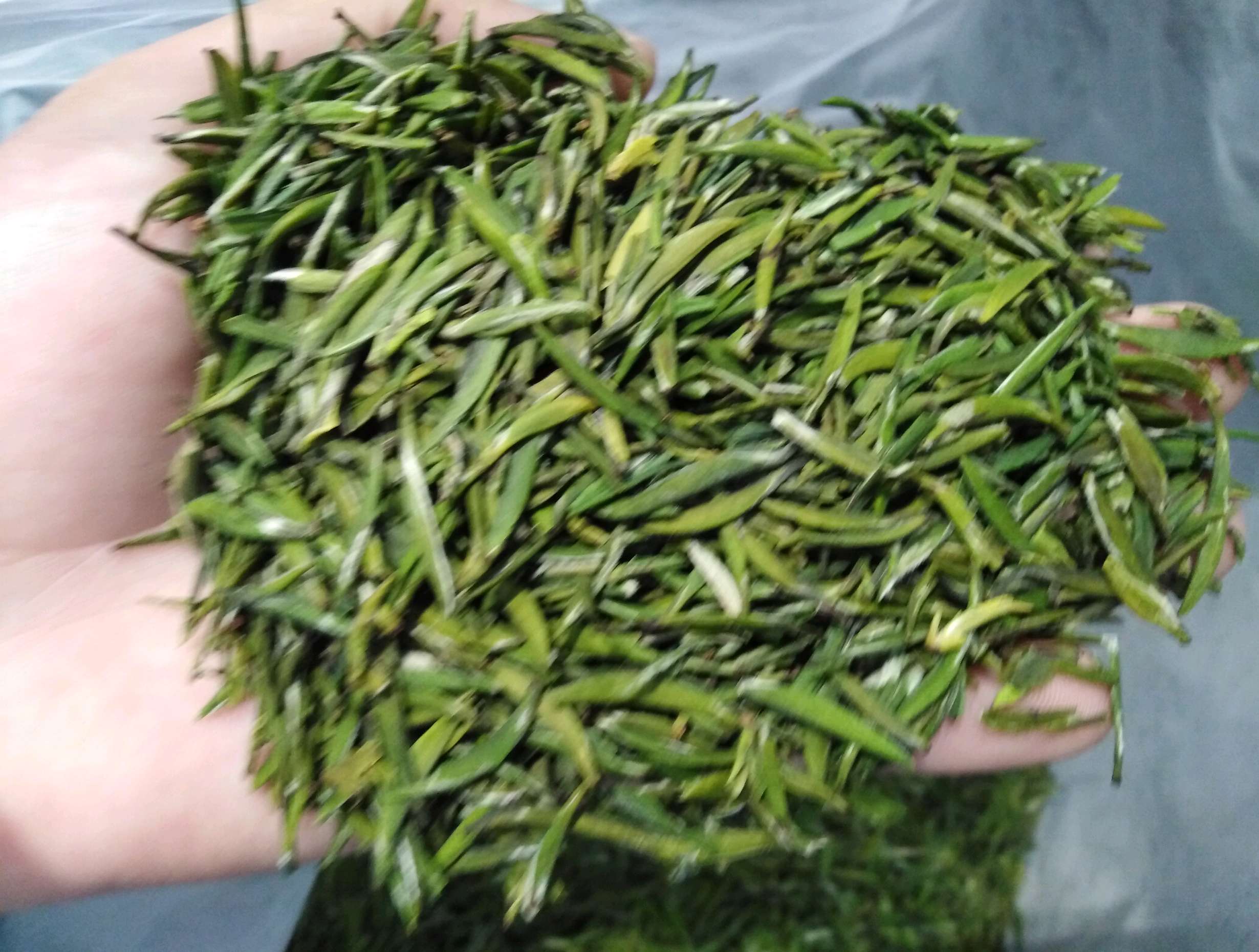 湄潭翠芽 中国茶 緑茶 - Sazen Tea